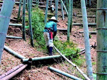 美しい竹林を目指して、竹林の伐採作業を行っています。