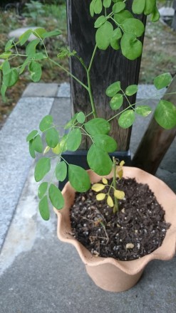 二酸化炭素を大量に吸って育つ植物「モリンガ」です。葉っぱもかわいい形をしています。