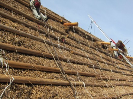 利賀に自生している茅を刈取り年を越して春に発注される合掌の茅葺替工事の一部に利用